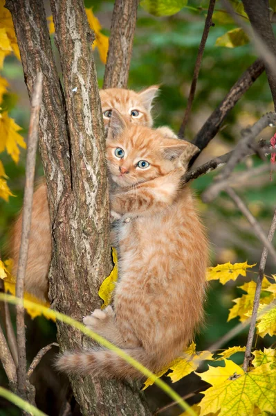 Милые Кошачьи Драчуны Дереве — стоковое фото