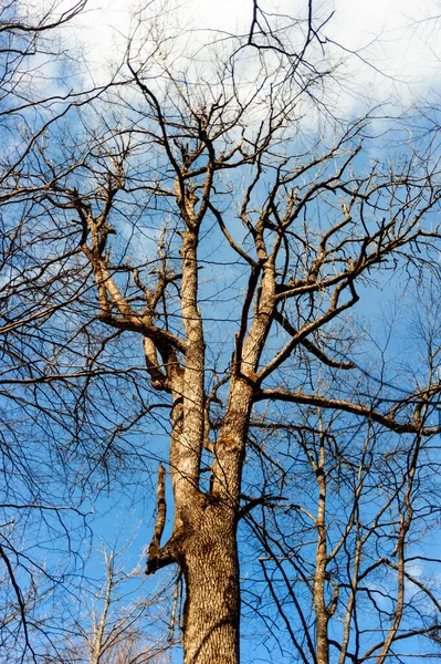在白云笼罩的温暖蓝天下 山毛榉奇异的枝条还没有从冬眠中醒来 — 图库照片