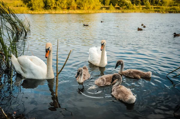 Natação Cisnes Brancos Lago Fotos De Bancos De Imagens