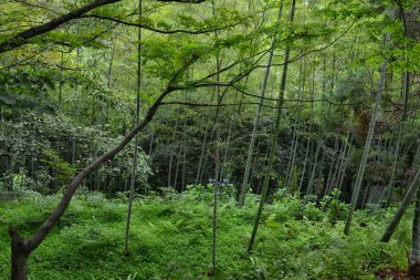 Botanik Bahçesi Georgia Batum bambu ormanında