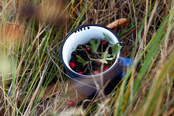 Bir kupa dolusu çilek.