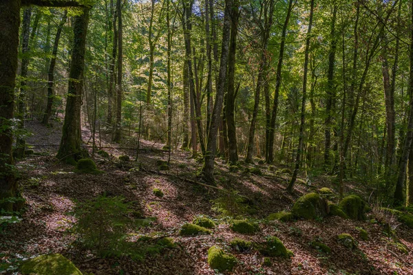 Maisod 2020 View Undergrowth Hiking Trail — Stock Photo, Image