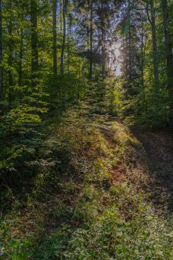 Heiligenstein, Fransa - 09 13 2019: Orman yolunda yürüyüş