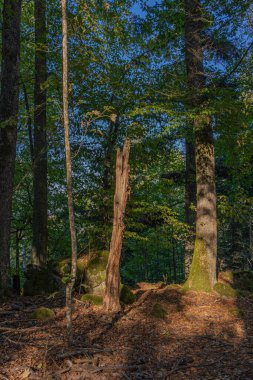 Heiligenstein, Fransa - 09 13 2019: Orman yolunda yürüyüş