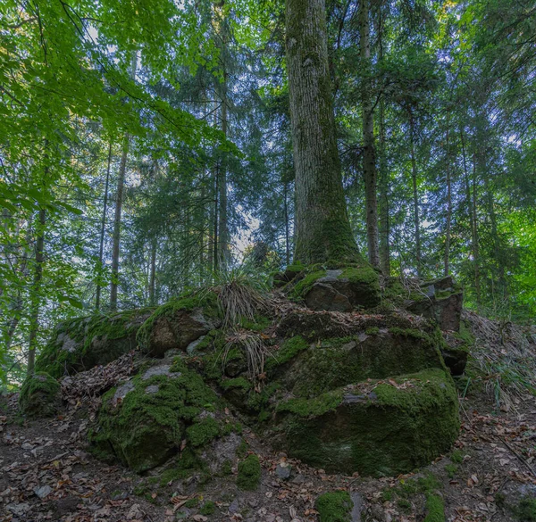 Heiligenstein Frankreich 2019 Wandern Waldweg — Stockfoto