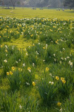Gennevilliers, Fransa - 02 27 2021: Chanteraines Parkı. Bahar mevsiminde doğa çiçek açar. Sarı nergis halısı
