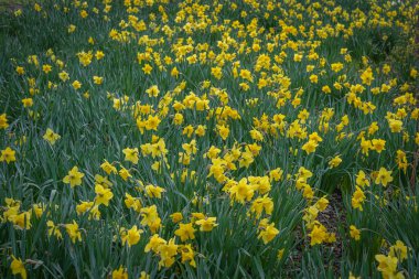 Gennevilliers, Fransa - 02 27 2021: Chanteraines Parkı. Bahar mevsiminde doğa çiçek açar. Sarı nergis halısı