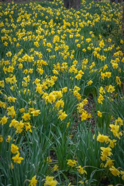 Gennevilliers, Fransa - 02 27 2021: Chanteraines Parkı. Bahar mevsiminde doğa çiçek açar. Sarı nergis halısı
