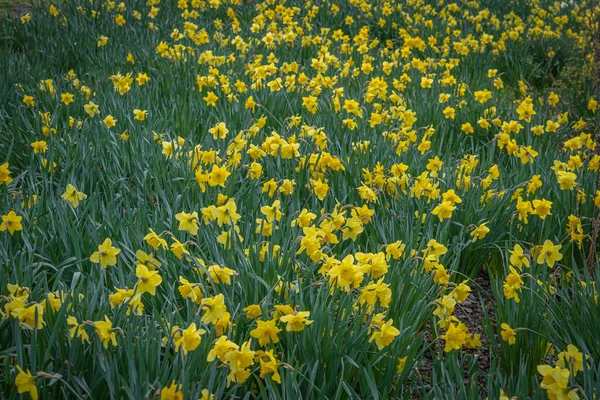 Gennevilliers, Fransa - 02 27 2021: Chanteraines Parkı. Bahar mevsiminde doğa çiçek açar. Sarı nergis halısı