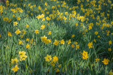 Gennevilliers, Fransa - 02 27 2021: Chanteraines Parkı. Bahar mevsiminde doğa çiçek açar. Sarı nergis halısı