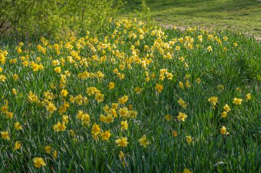 Gennevilliers, Fransa - 02 27 2021: Chanteraines Parkı. Bahar mevsiminde doğa çiçek açar. Sarı nergis halısı