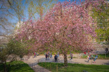 Paris, Fransa - 04 04 04 2021: Park des Buttes Chaumont. Güzel bir kiraz ağacının yakın plan çekimi.