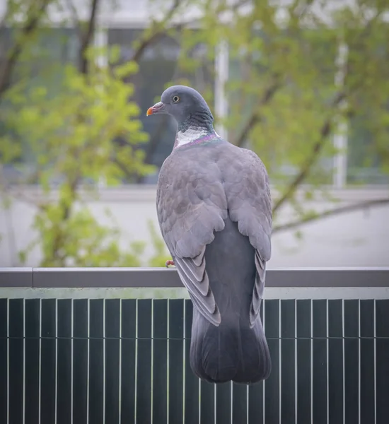 法国金雀花 2021 近距离拍摄一只木鸽 — 图库照片