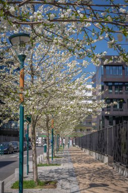 Gennevilliers, Fransa - 04 03 2021: Beyaz çiçekli ağaçların hizalanmasını yakın çekim