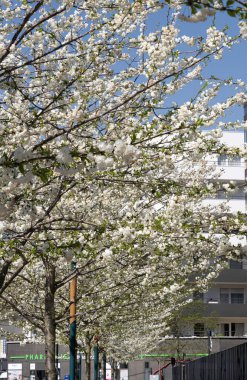 Gennevilliers, Fransa - 04 03 2021: Beyaz çiçekli ağaçların hizalanmasını yakın çekim