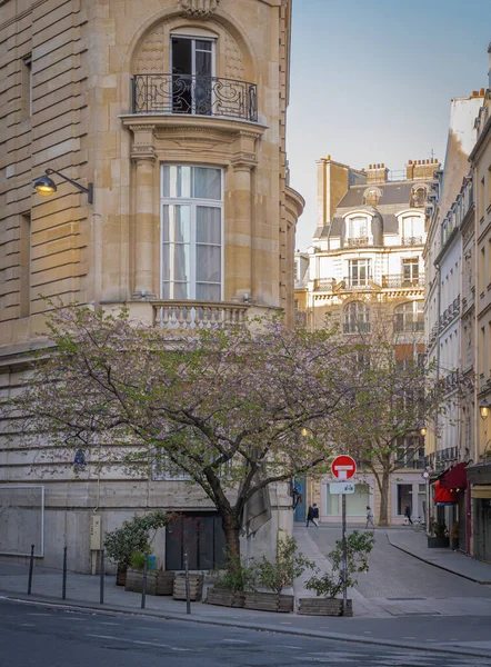 Paris France 2021 Plan Rapproché Magnifique Cerisier Rose Dans Rue — Photo