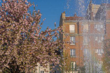 Asnieres-Sur-Seine, Fransa - 04 23 2021: Square Joffre mareşali. Güzel bir kiraz ağacının yakın plan çekimi.