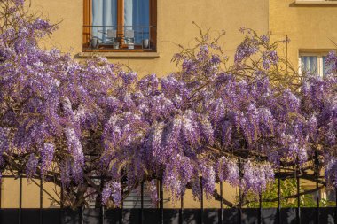 Asnieres-Sur-Seine, Fransa - 04 23 2021: Wisteria 'nın çiçek açan dallarıyla sarılı ev cephesi