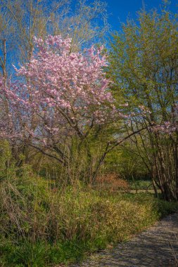 Gennevilliers, Fransa - 03 28 2021: Chanteraines Parkı. Bahar mevsiminde doğa çiçek açar. Japon parkında çiçek açmış bir kiraz ağacının manzarası.