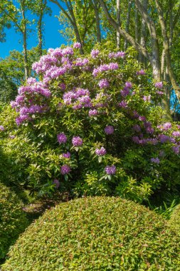 Etretat, Fransa - 05 31 2019: Etretat Bahçeleri