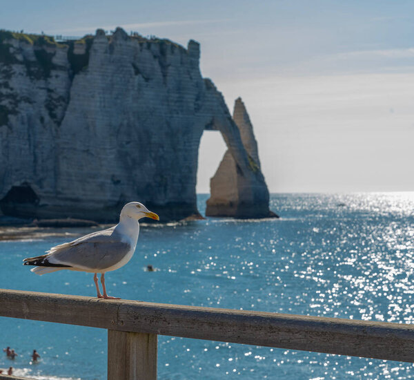 Etretat, France - 05 31 2019: The Seagull in front of the cliffs