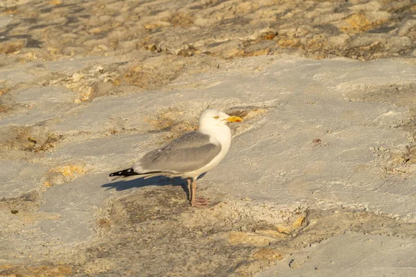 Etretat Frankreich 2019 Die Möwe Vor Den Klippen — Stockfoto