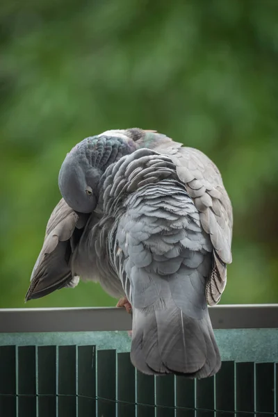 Gennevilliers France 2021 Close Shot Wood Pigeon Balcony — Stock Photo, Image