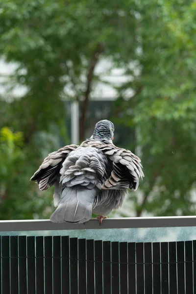 2021年04月04日 在我的阳台上近距离拍摄一只木鸽 — 图库照片