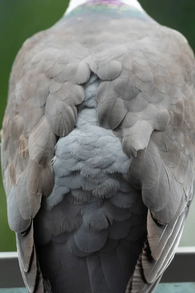 Gennevilliers France 2021 Gros Plan Pigeon Des Bois Sur Mon — Photo