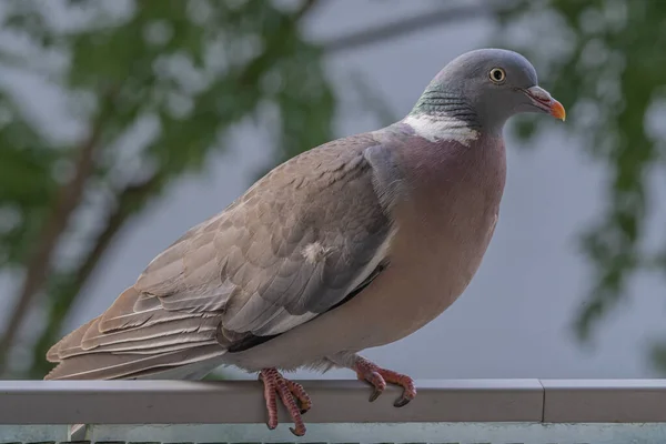 Gennevilliers France 2021 Gros Plan Pigeon Des Bois Sur Mon — Photo