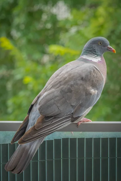 Gennevilliers Frankreich 2021 Großaufnahme Einer Waldtaube Auf Meinem Balkon — Stockfoto