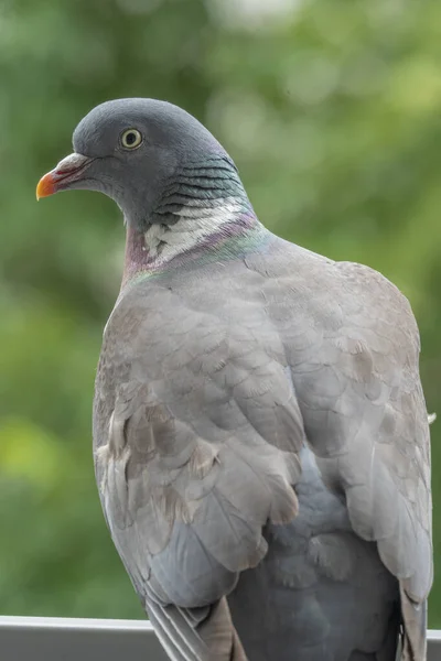 Gennevilliers France 2021 Gros Plan Pigeon Des Bois Sur Mon — Photo