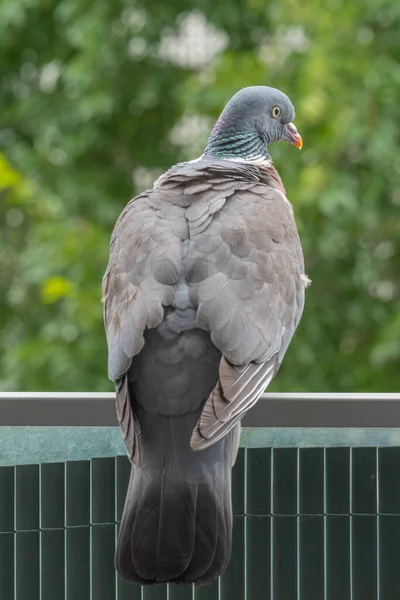 Gennevilliers France 2021 Gros Plan Pigeon Des Bois Sur Mon — Photo