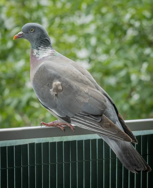 Gennevilliers France 2021 Photo Rapprochée Pigeon Des Bois Sur Une — Photo