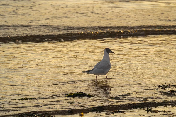 Luc Sur Mer Frankreich 2021 Eine Möwe Auf Dem Meer — Stockfoto