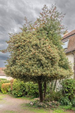 Bahçe bahçesinde sonbaharda çeşitli bir çobanpüskülü görünümü