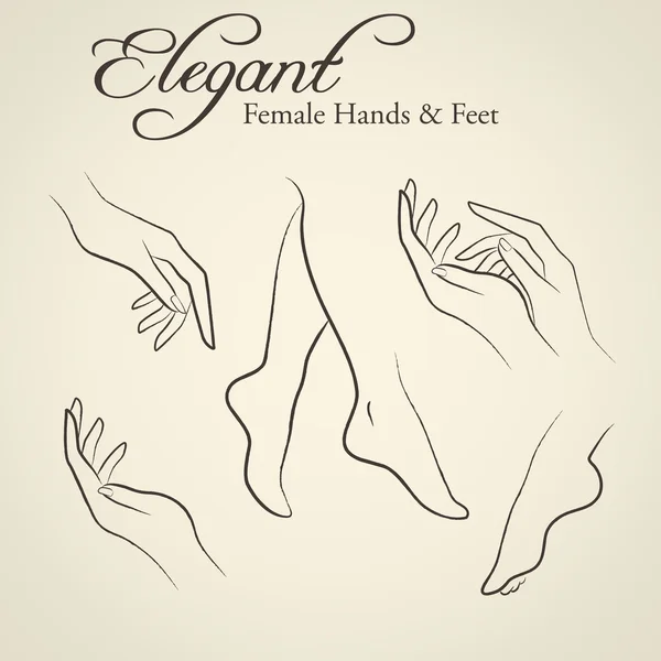 Elegant silhouettes of female hands and feet — Stock Vector