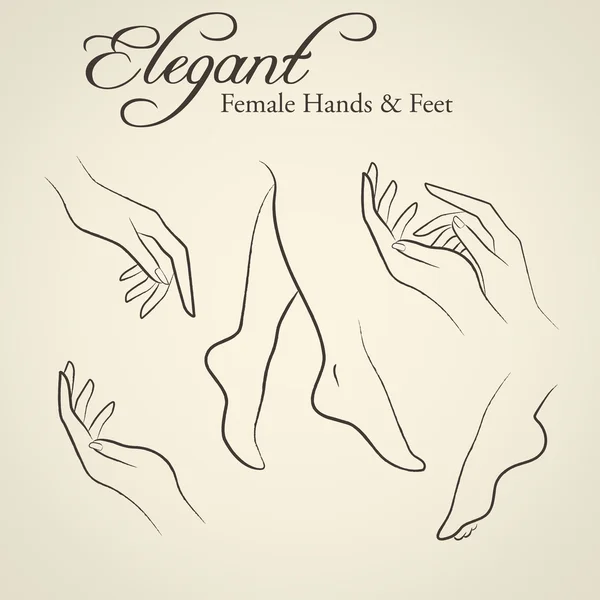 Elegante silhouetten van vrouwelijke handen en voeten — Stockvector