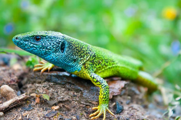 Lucertola verde (Lacerta viridis ) — Foto Stock