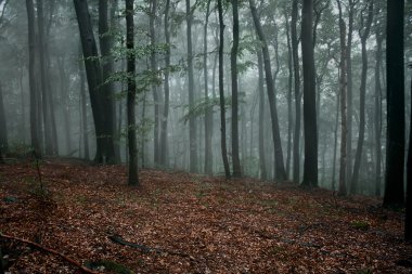 Karanlık yağmur ormanı