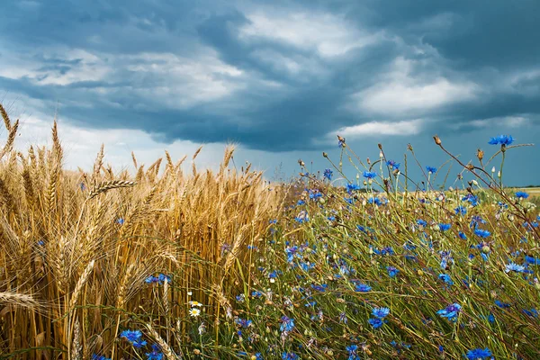 Wheat and Сornflower Field — Stock Photo, Image