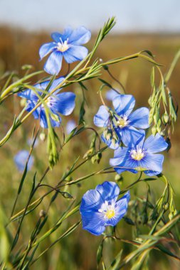 Linum (Linum austriacum) 