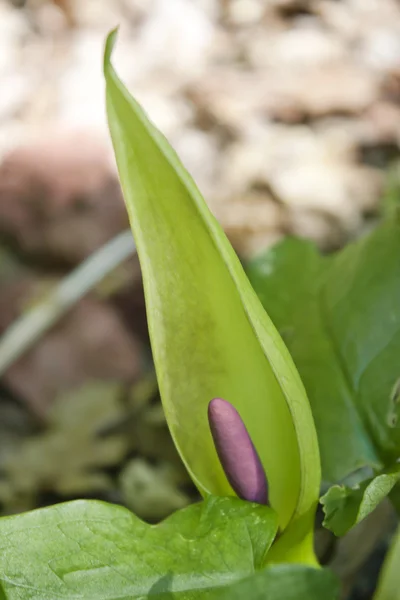 Áron plamatý (Arum maculatum) — Stock fotografie