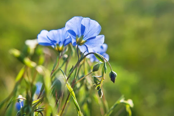 Linum (Linum austriacum) — Stockfoto