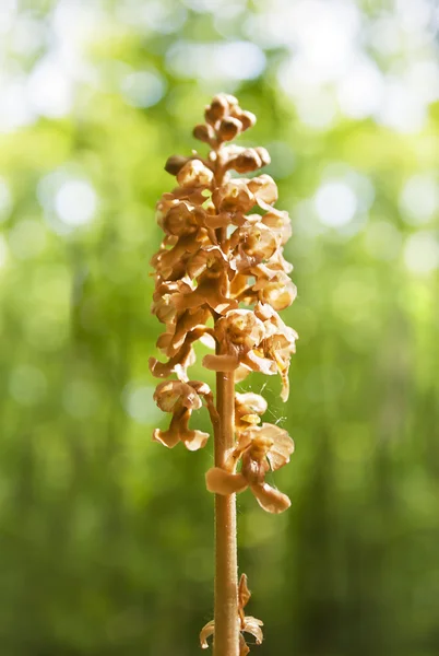 Orchidee van een vogelnest — Stockfoto