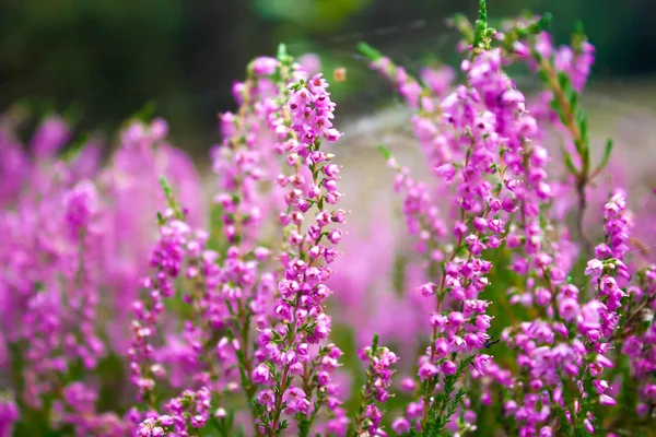 鮮やかなピンクの共通のヒース — ストック写真