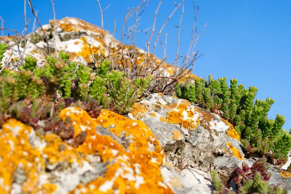 Stonecrop and lichen growing in a stone — Stock Photo, Image