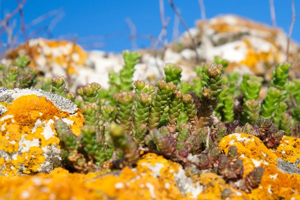 Stonecrop and lichen growing in a stone — Stock Photo, Image