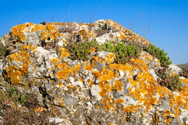 Hendek Stonecrop ve bir taş büyüyen liken — Stok fotoğraf