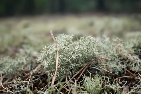 Cladonia rangiferina — стокове фото